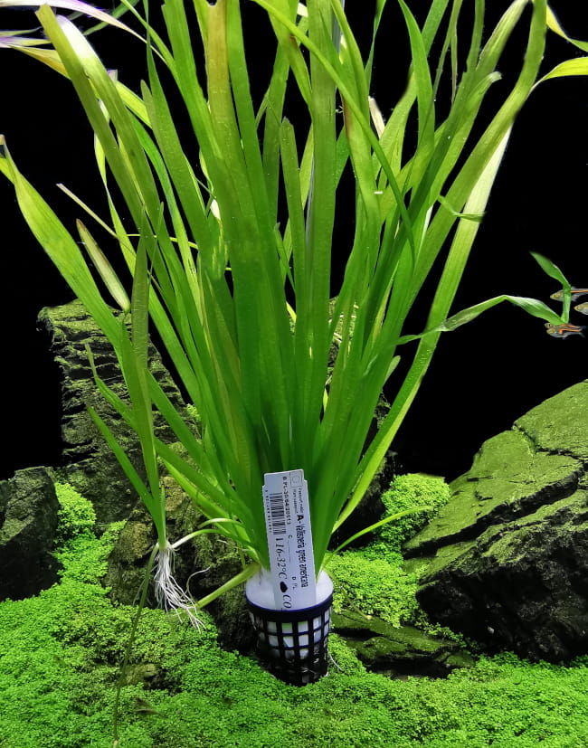VALLISNERIA GREEN AMERICANA KOSZYK XXL